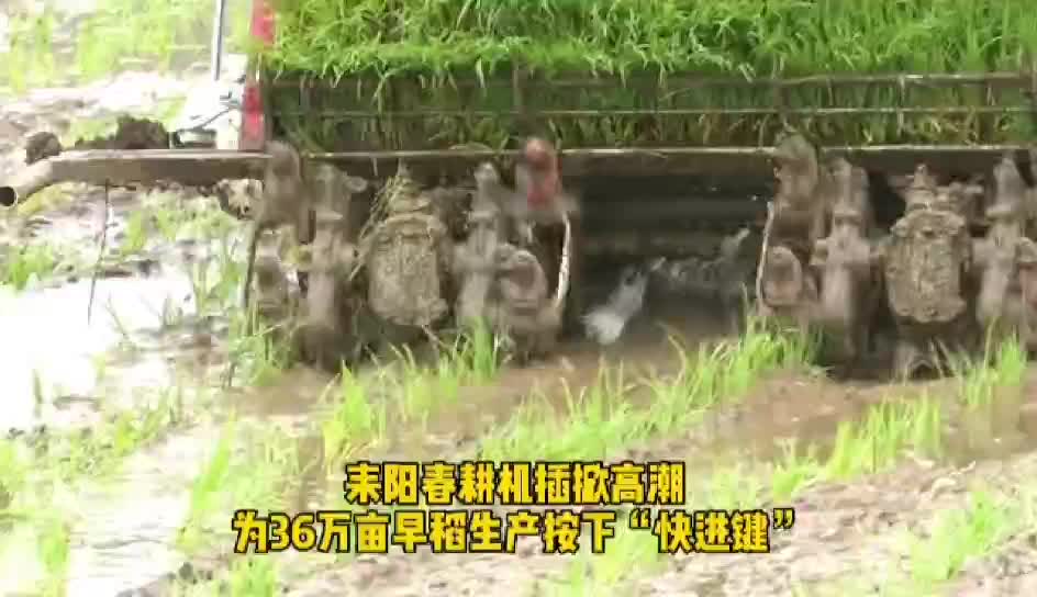 耒阳耕机插掀高潮 早稻生产按下“快进键”