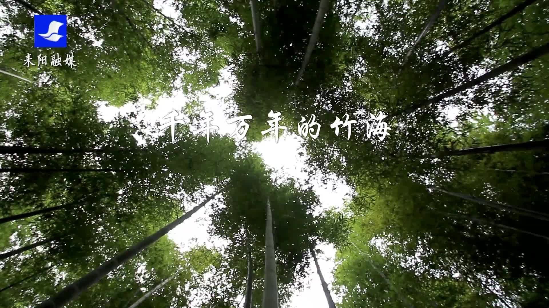 千年万年的竹海