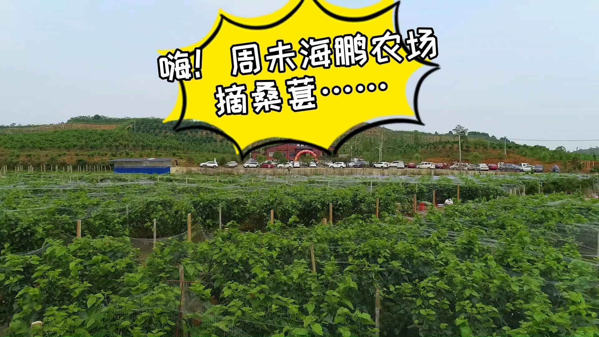 又到桑葚成熟时！周末去这里摘桑葚吃土菜吧！