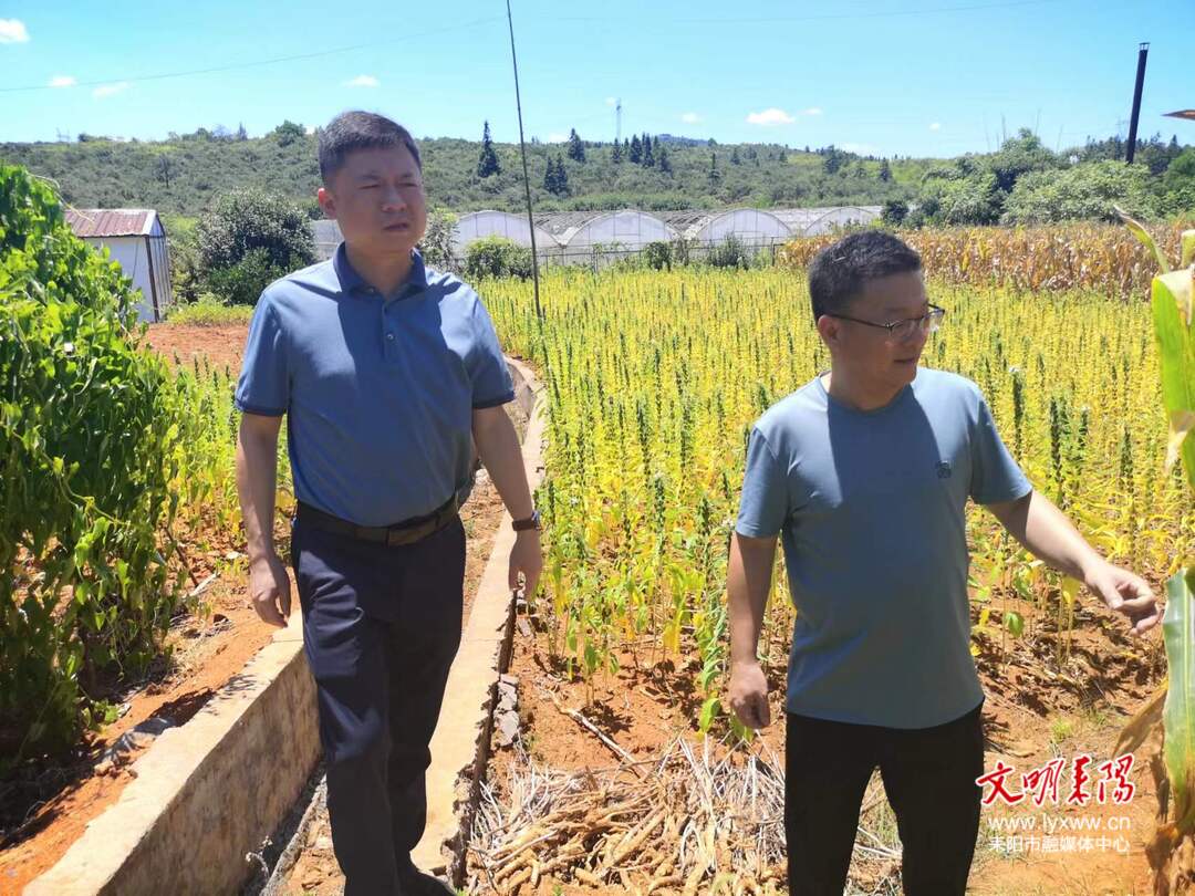 张涛督导安全生产和田长制等工作
