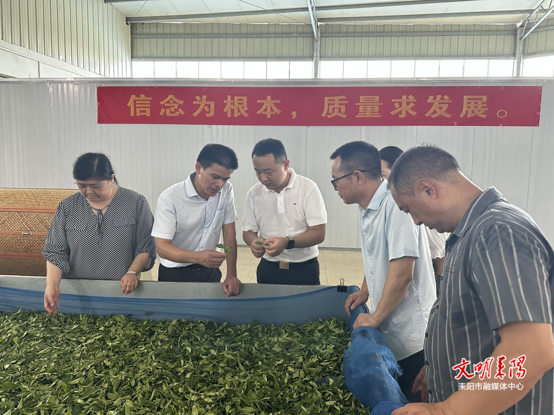 赵蒙到龙塘镇调研茶产业发展工作