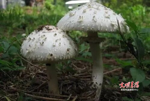 离我们最近的毒蘑菇大青褶伞