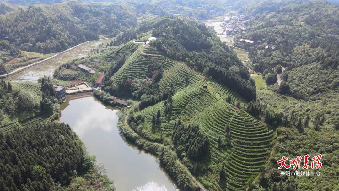 春茶吐新芽 茶农采收忙