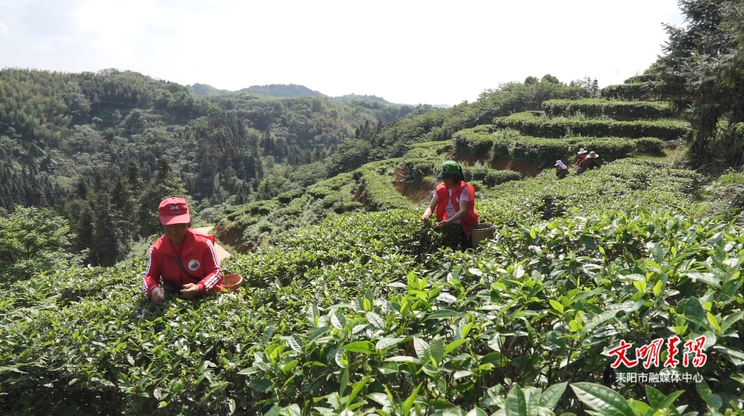 预计产值实现2.5亿元！江头贡茶助推乡村“绿富美”