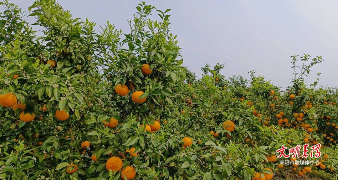 哲桥镇太阳村：400亩沃柑丰收 采摘正当时