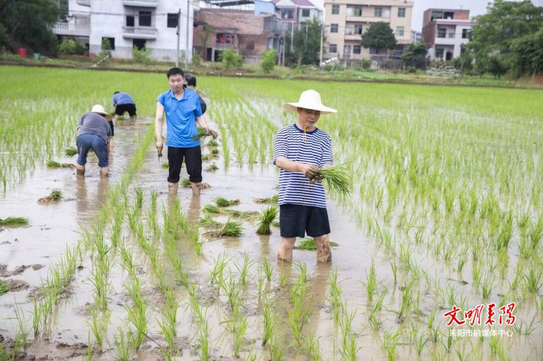 耒阳市政协：农忙时节助春耕  委员插秧成“风景”