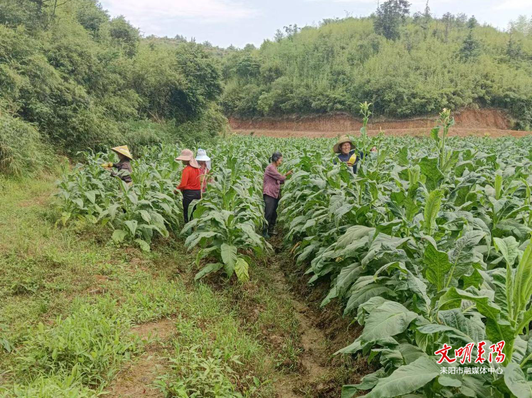 南京镇：百花齐放忙农业 农田水利来护航