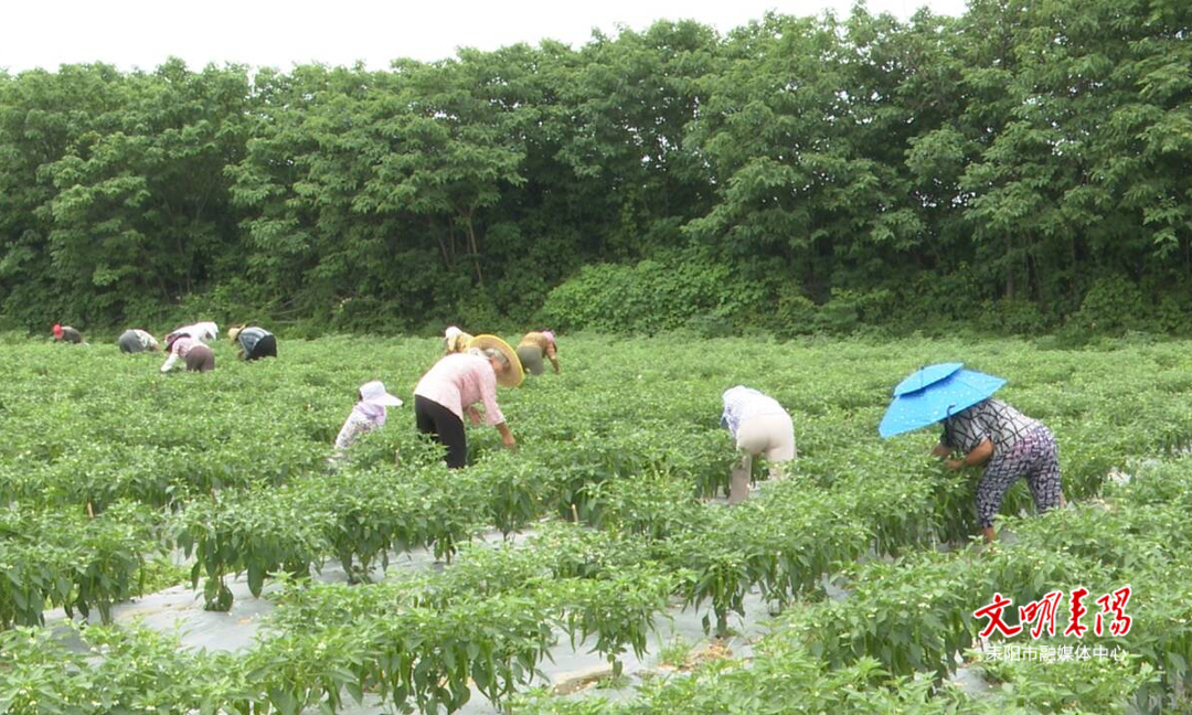 耒阳：青椒抢鲜上市  直通粤港澳“菜篮子”