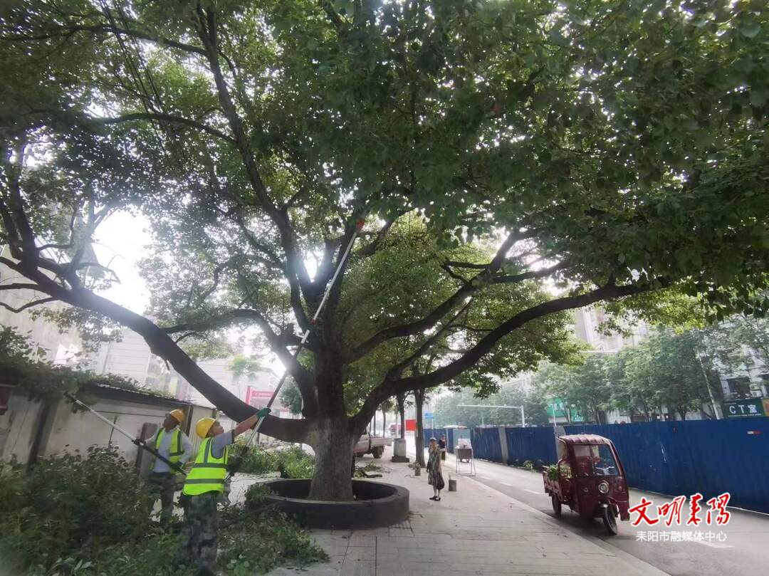 让“活文物”焕发新魅力 耒阳开展古树名木保护行动