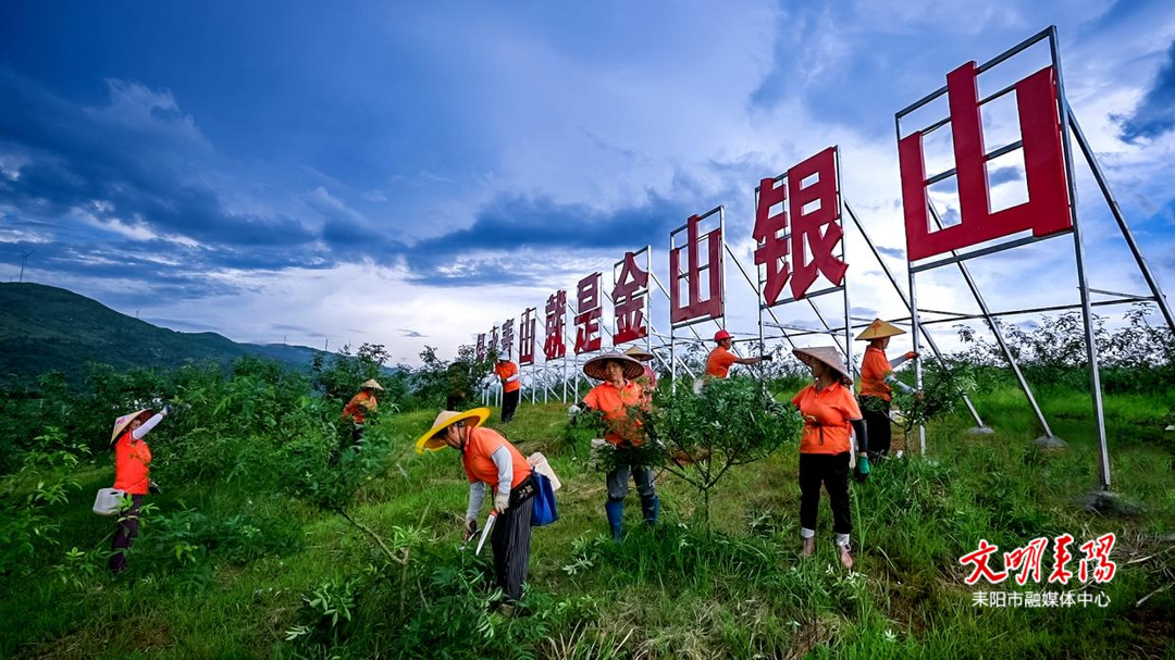 【一路“豐”景在耒陽】“麻”上致富 耒陽小花椒 “長”成大產(chǎn)業(yè)