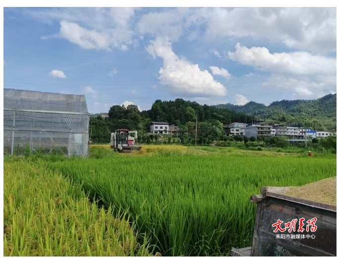 導子鎮(zhèn):“雙搶”農時緊 早稻收割忙