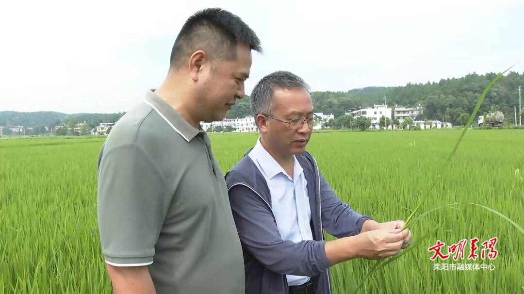 耒阳市“除害特攻队”“虫口夺粮”连连告捷