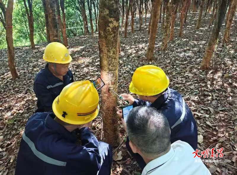 耒阳启动林木白蚁发生与危害专项调查行动