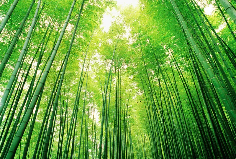 罗翔说耒阳，道衡阳一一杜甫与家乡美景