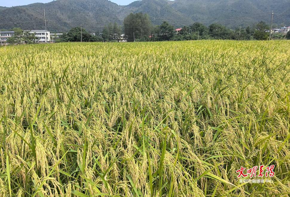 黄市镇：严核粮食生产面积 扛稳粮食安全重任