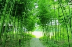 在竹林里