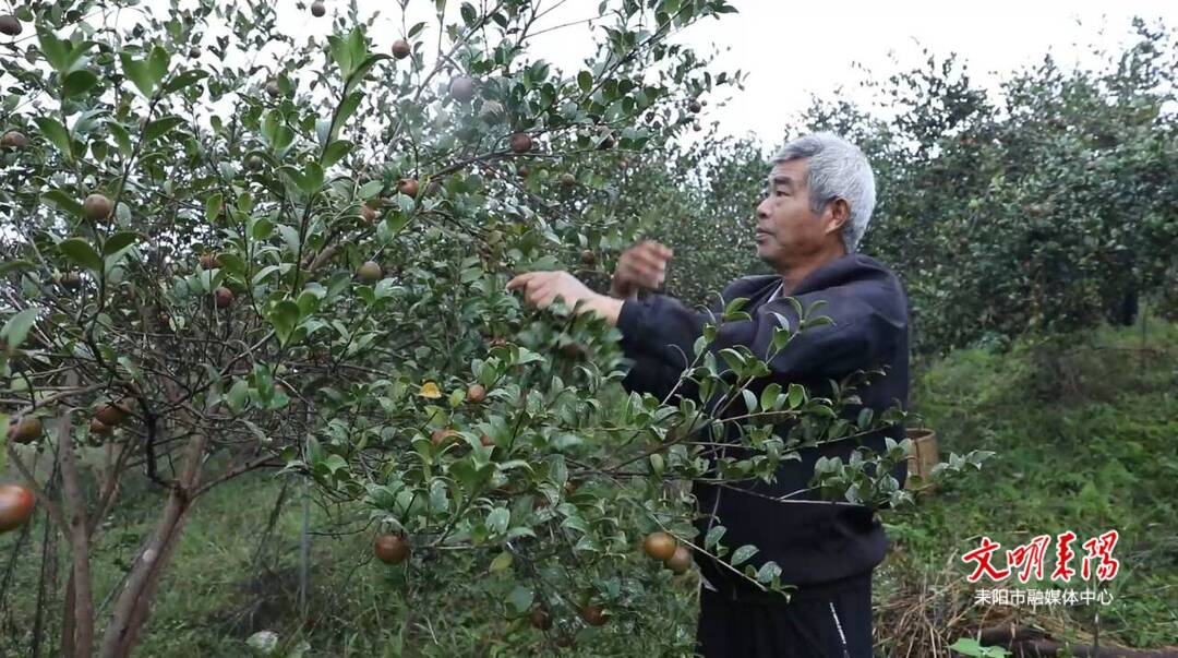 低产改高产  耒阳油茶改出小康路