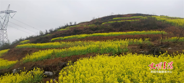 青陂村：荒地变良田 乡村焕新颜