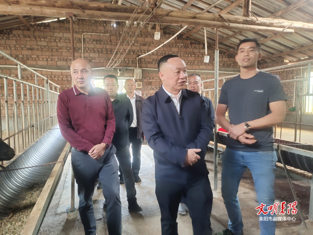 市领导调研牛羊养殖工作