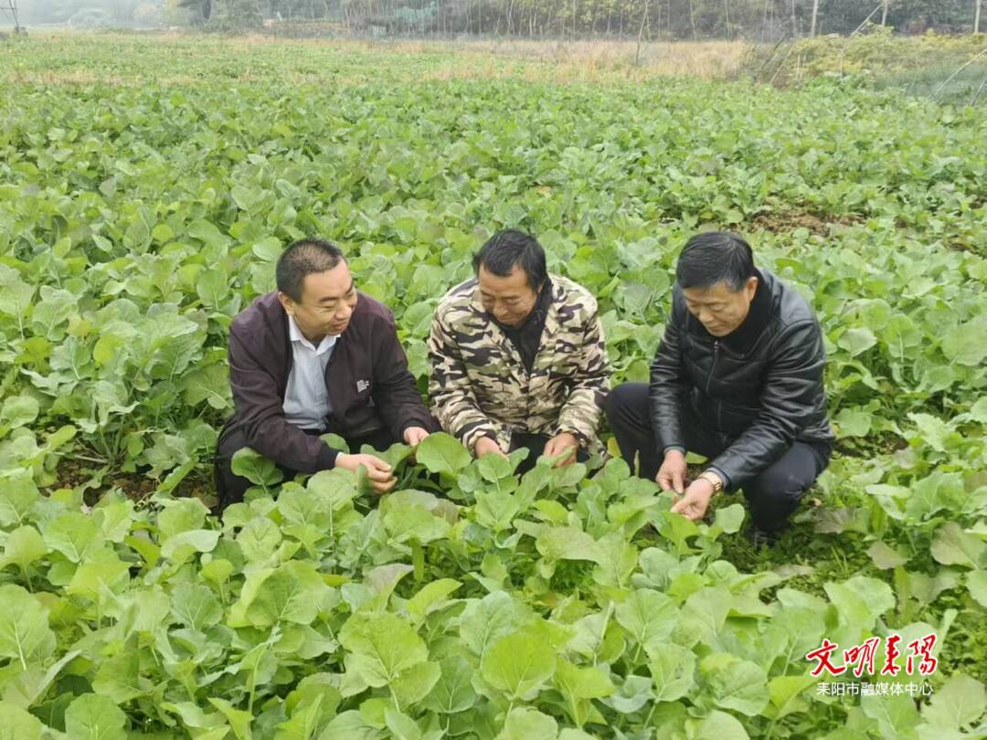 【耒水欢歌】余庆街道太阳升村：油菜管护忙 来年好“丰”景
