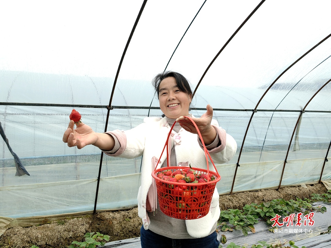 【耒水欢歌】灶市街街道零洲社区:草莓丰收带来乡村振兴“莓”好生活