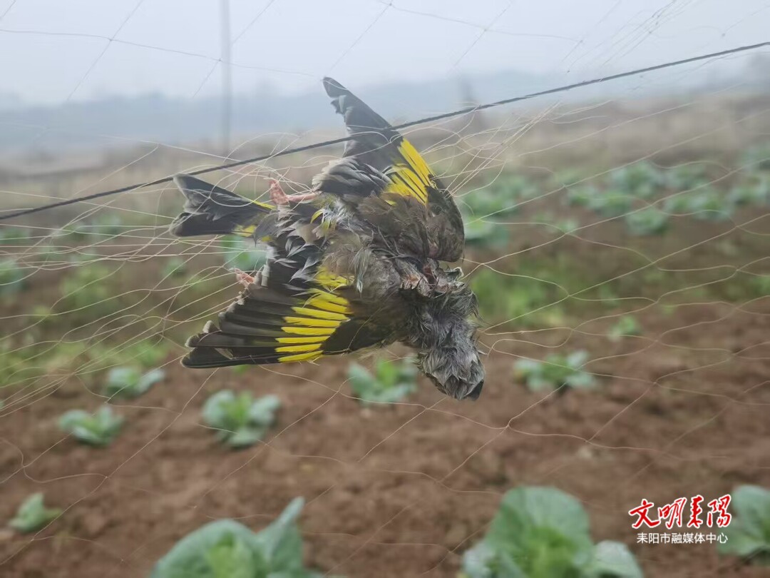 耒阳市林业局成功破获一起非法捕鸟案