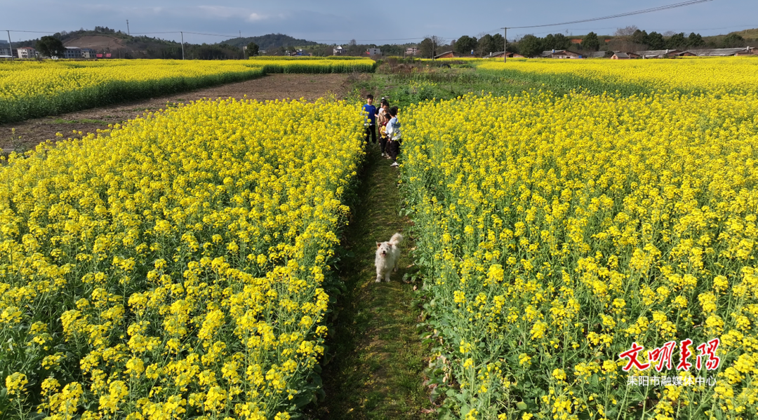 【耒水歡歌】大市鎮(zhèn)長(zhǎng)豐村：千畝油菜花盛開(kāi) 無(wú)限春光待客來(lái)