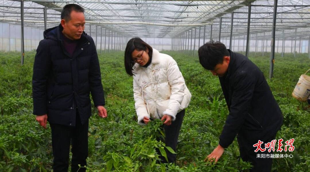 耒阳：农技专家开“暖”方 守护低温“菜篮子”