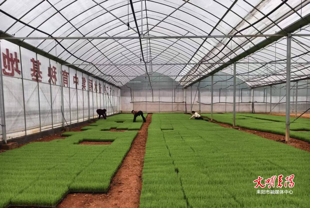 水东江街道：大棚育秧，为春耕注入新活力