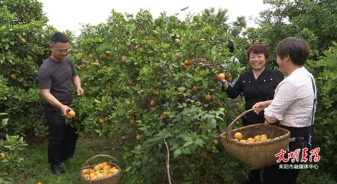 五一假期，耒阳市民夏橙采摘乐趣多