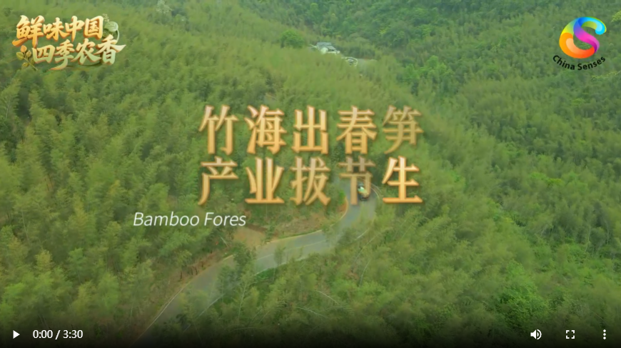 中央广电总台《国际在线》报道耒阳：竹海出春笋 产业拔节生