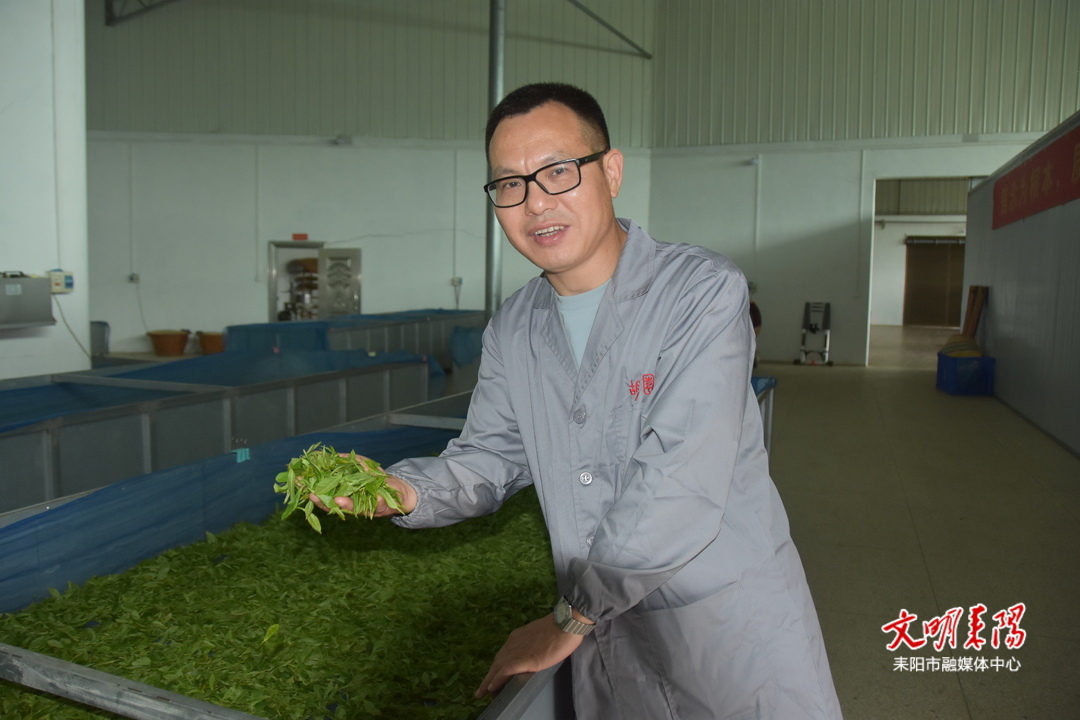 劳模风采：严军——茶香里的初心与担当