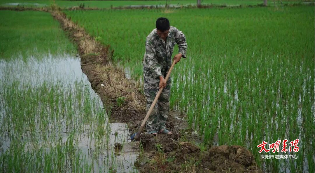 农技专家深入田间 指导水稻应对暴雨灾害