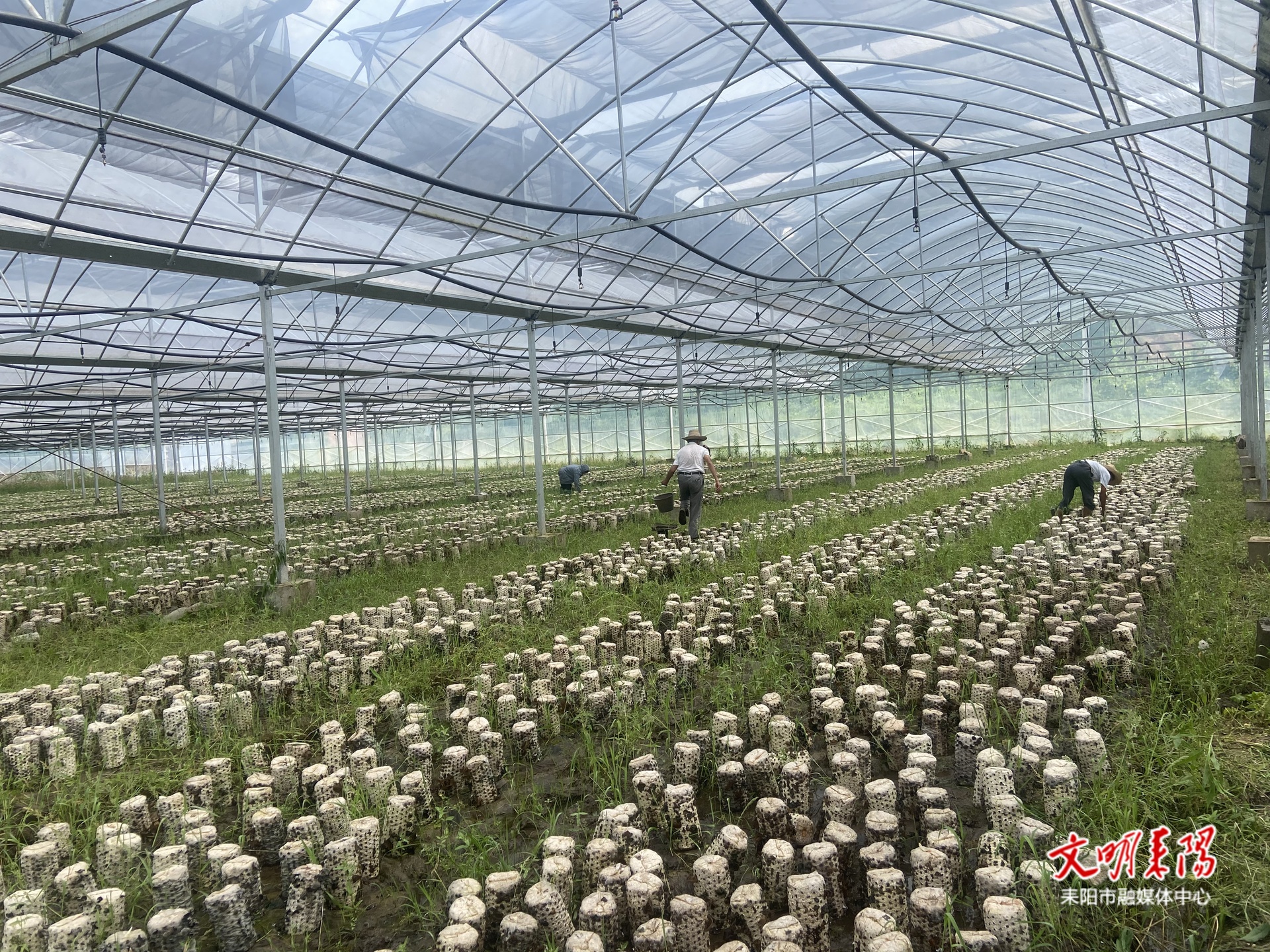 【耒水欢歌】夏塘镇夏岭村：小木耳撑起“致富大伞”
