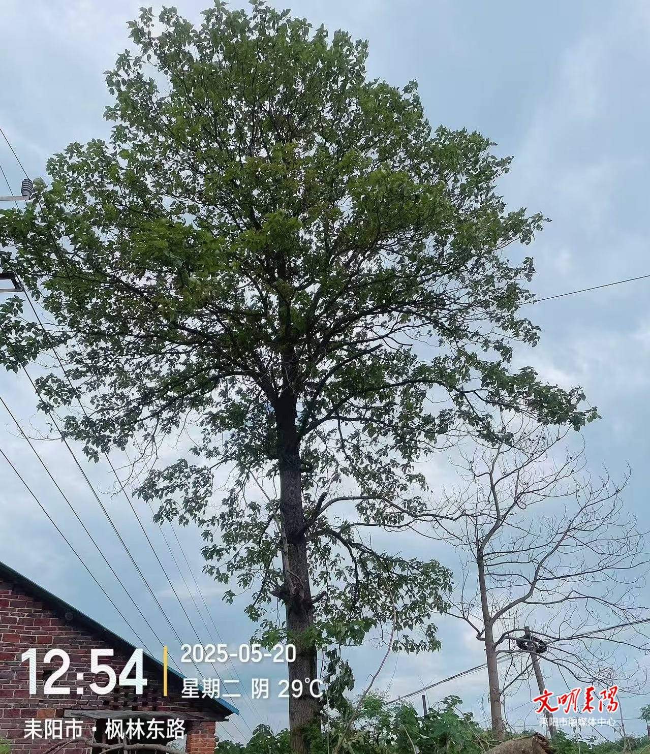 南京供电所“一停多用”高效清除树障隐患