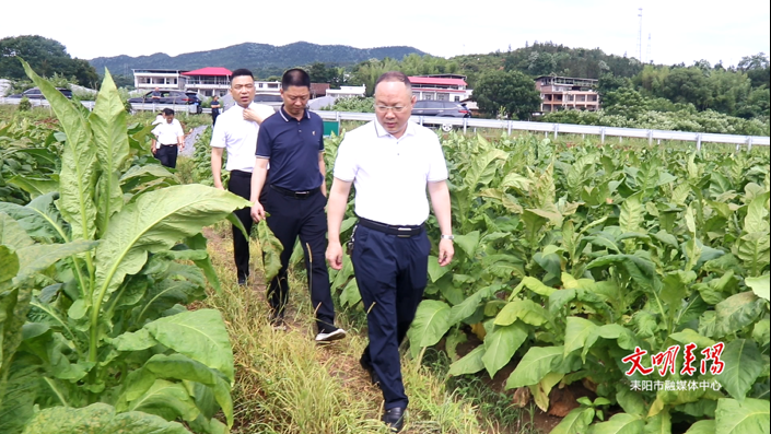 市领导到导子镇查看烟叶受灾情况及督导当前重点工作