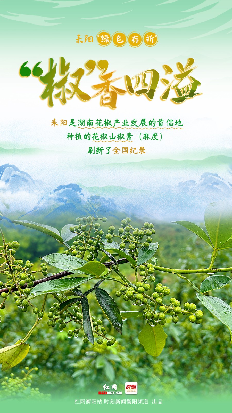 《红网时刻》系列报道：盘盘耒阳“绿色存折”② | 石缝生香 一椒麻出好“丰”景
