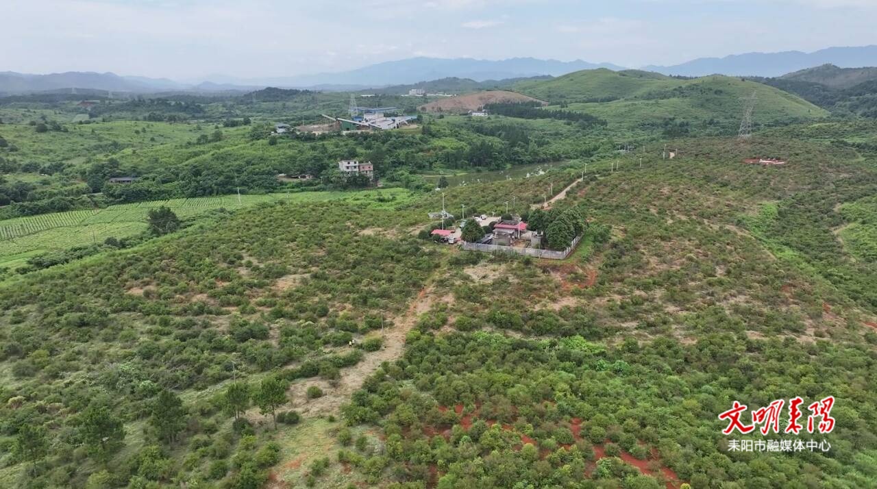 【耒水欢歌】产业兴旺“龙头”带 油茶赋能促振兴