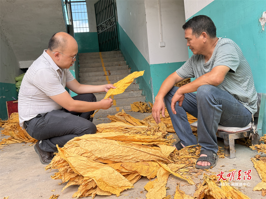 【耒水欢歌】哲桥镇：金叶金谷金效益！烟粮轮作奏响“一地双收”新乐章