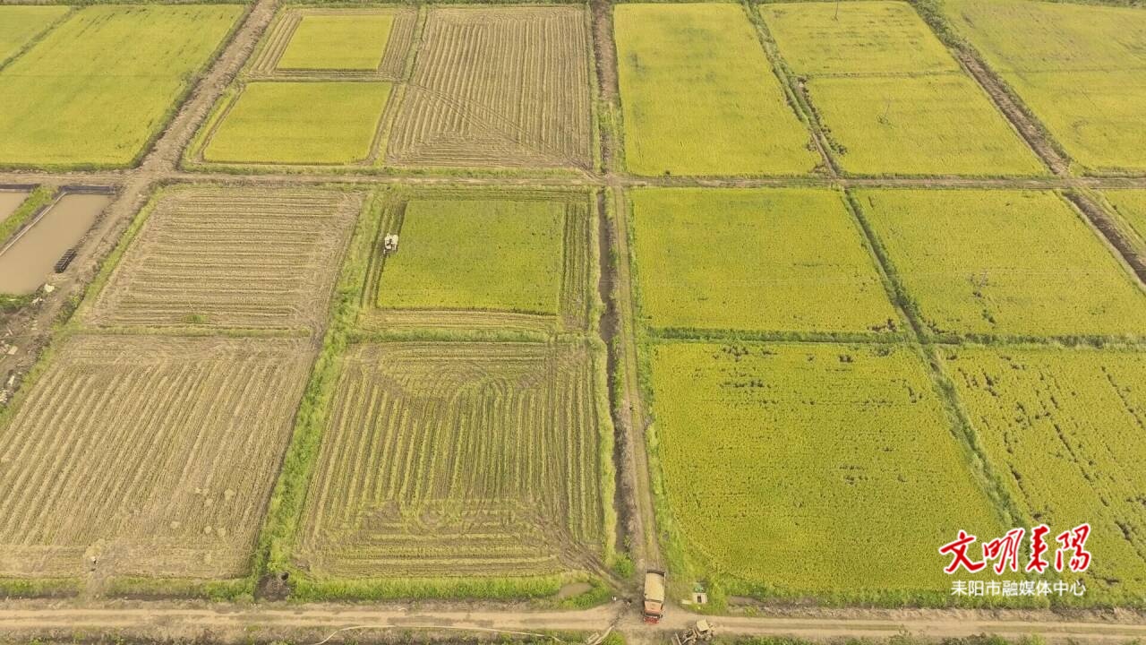 全程機(jī)械化助力“雙搶” 農(nóng)業(yè)生產(chǎn)跑出“加速度”