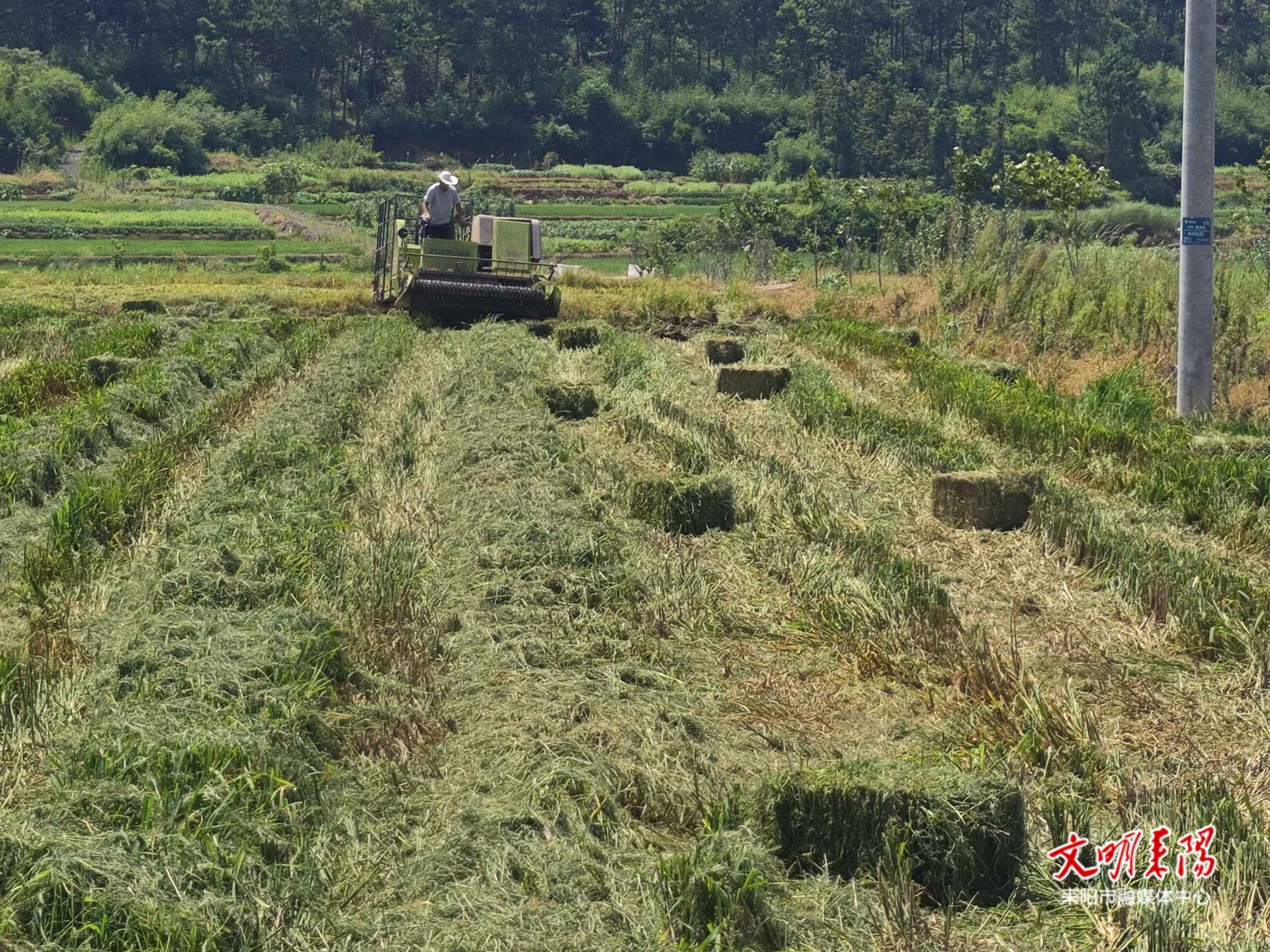 耒阳：“秸”尽所能 点“秆”成“金”