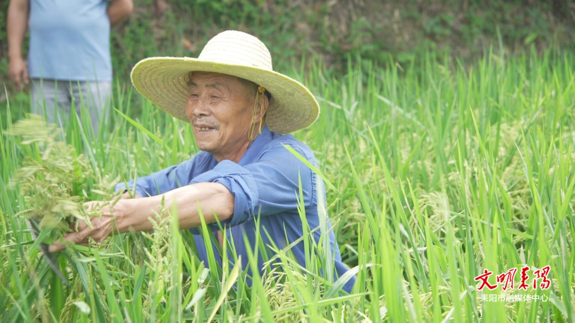 导子镇：田间管护忙  精细作业促丰收