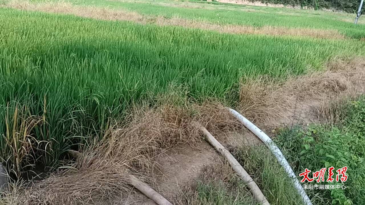 黃市鎮(zhèn)：齊心協(xié)力抗旱情，百畝稻田“煥”生機