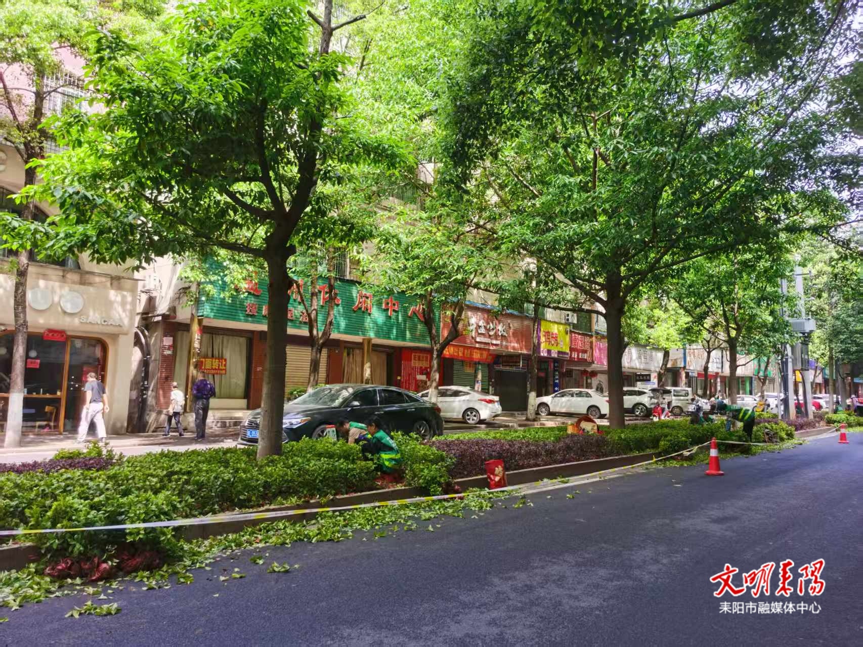 【微建设·人民城市为人民】道路绿化大升级 扮靓市民出行路