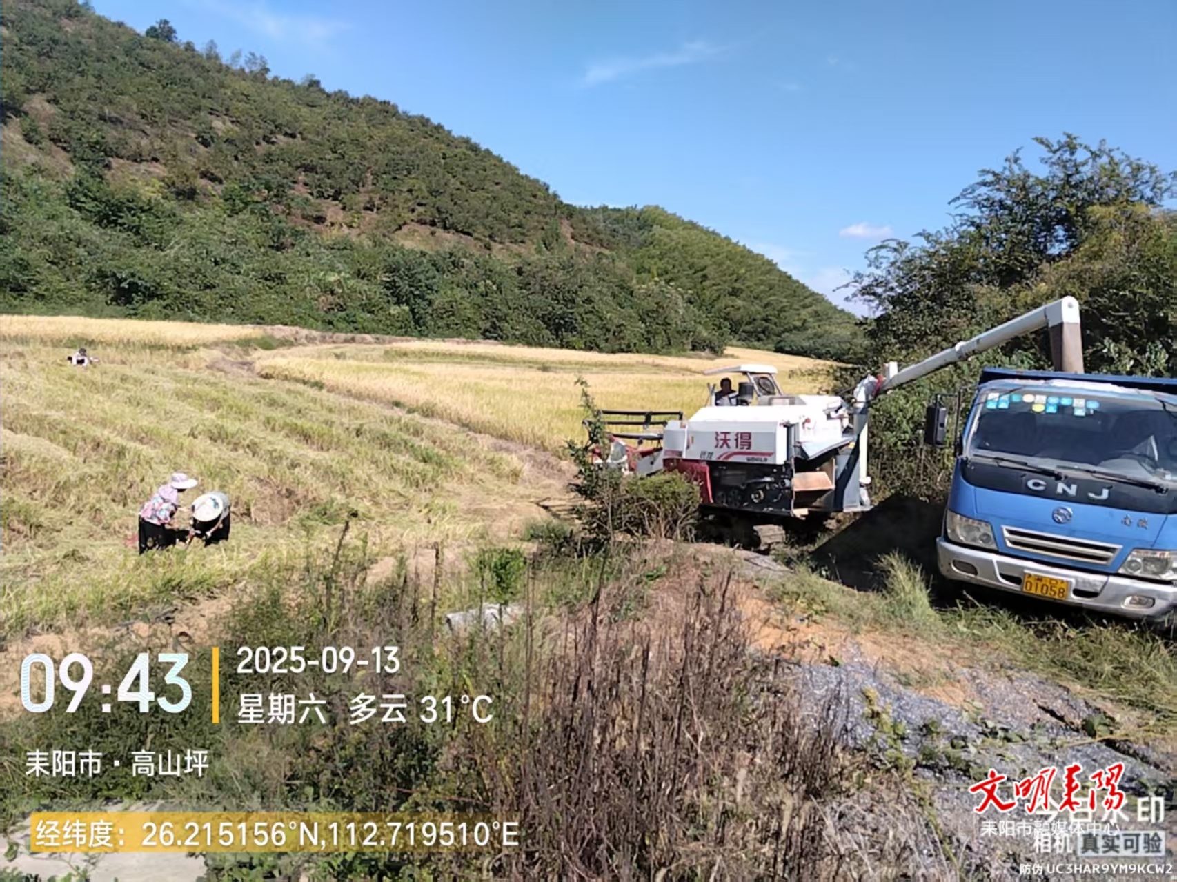 【耒水欢歌】长坪乡大元村：集体经济“蹚”出致富新“稻”路