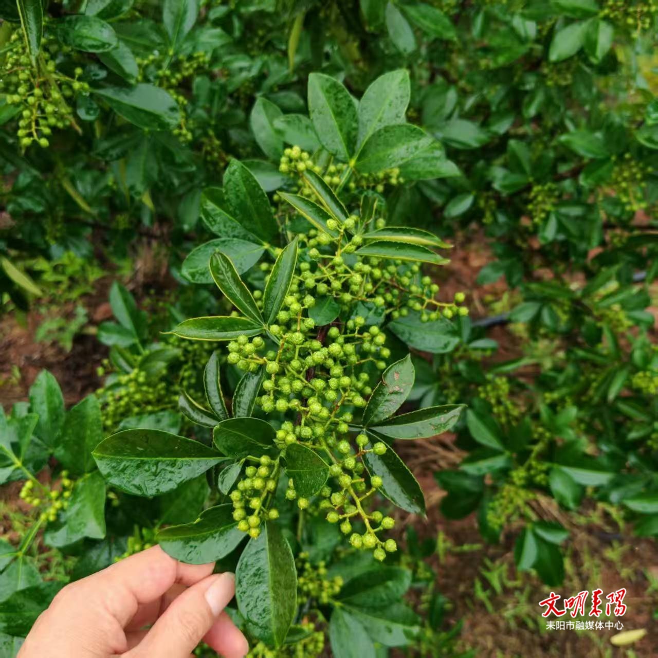 耒阳财政精准赋能花椒产业发展