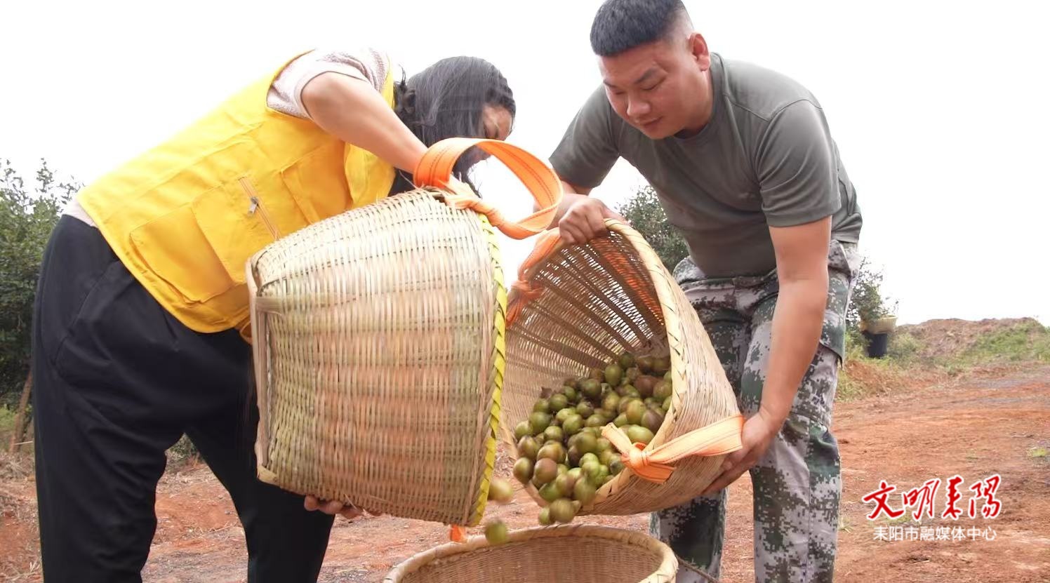 【耒水欢歌】耒阳油茶染秋山  高效采收助丰收