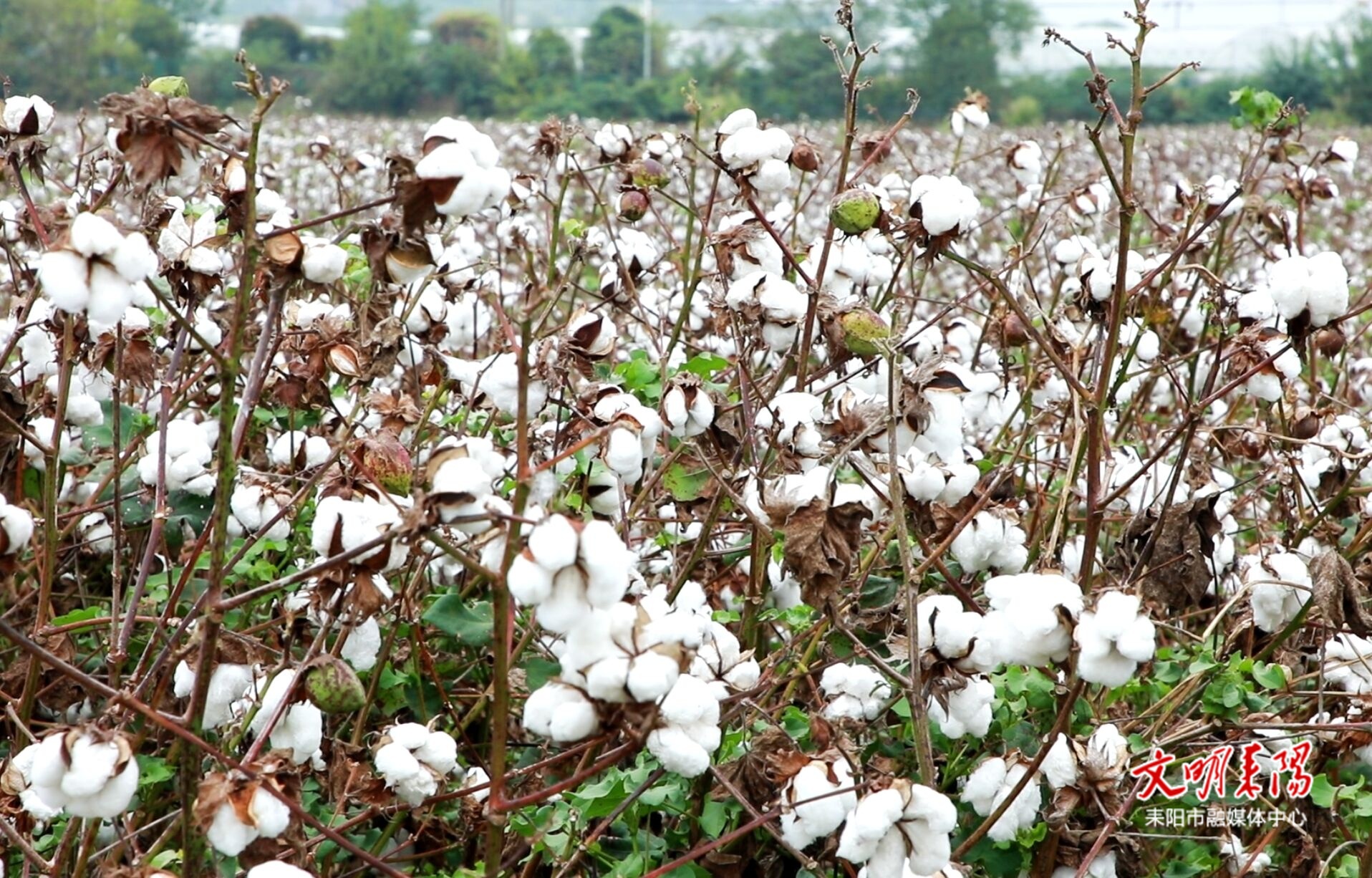 【耒水欢歌】耒阳：棉花采收正当时，“技”护丰收促振兴