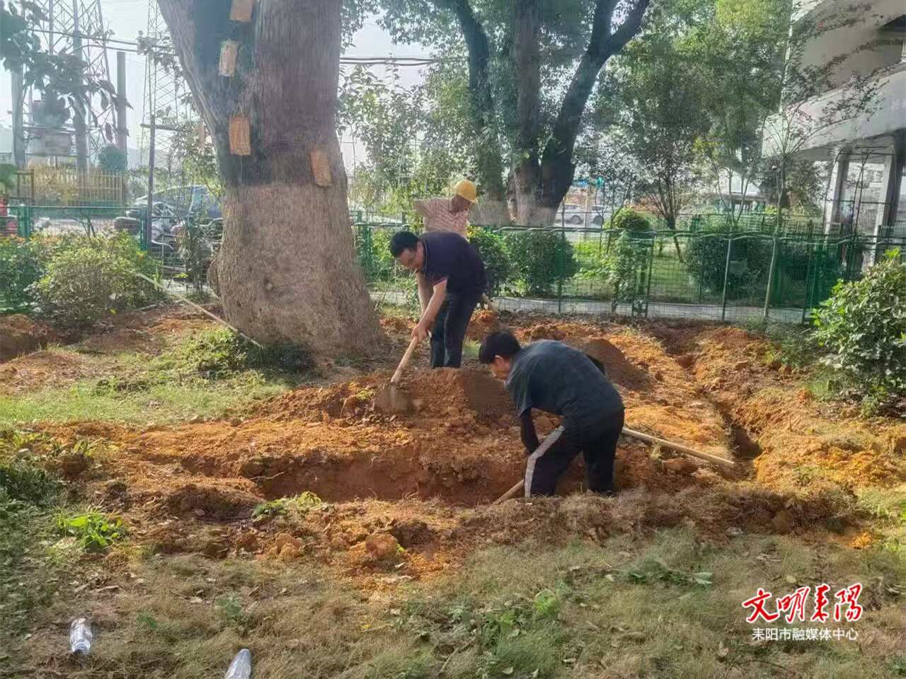 ​保护古树名木 守住城市绿色遗产