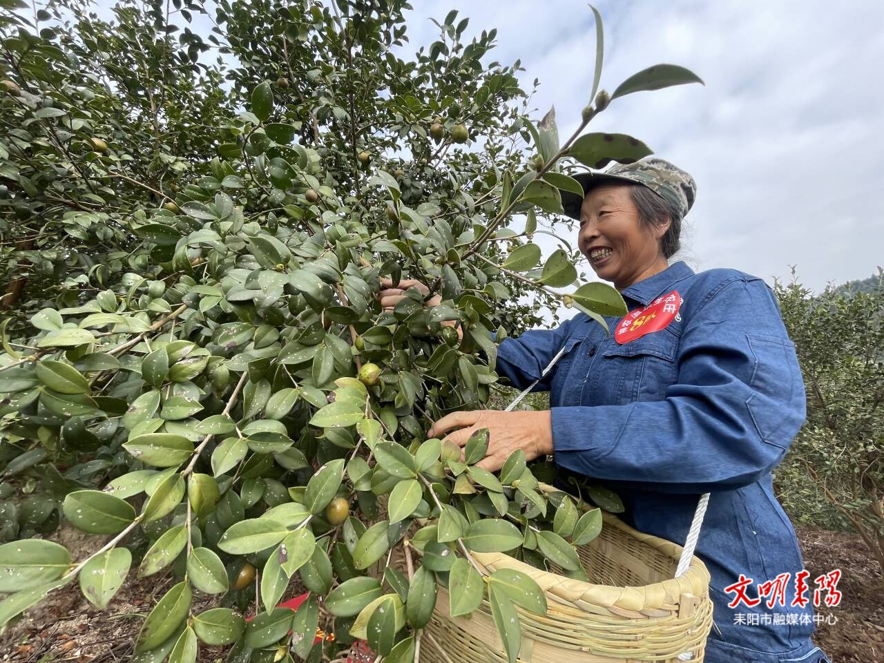 耒阳：漫山飘香结“金果” 采摘竞技庆丰收